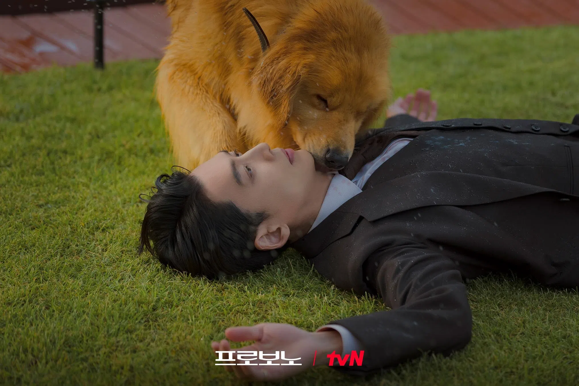 《公益律师》的案件题材新颖却不显距离感，其中包括可爱的宠物狗。（取自tvN Drama脸书）