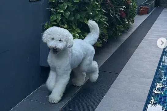 狗主指巴迪犹如他们的孩子，一家人养狗多年，是第一次经历这样的悲剧。（受访者提供）