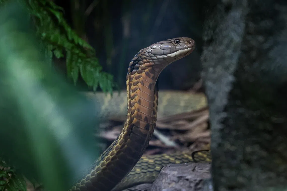 数据：全球一半被蛇咬致死案例发生在印度
