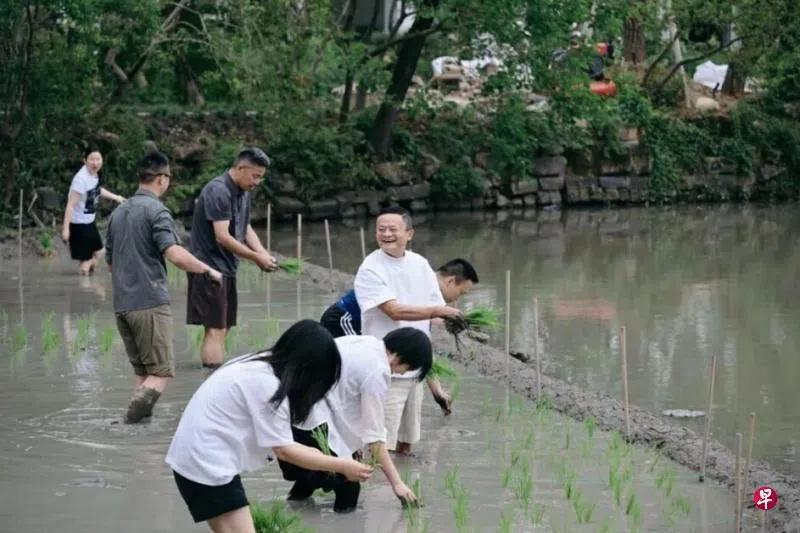 下午察：马云下田插秧