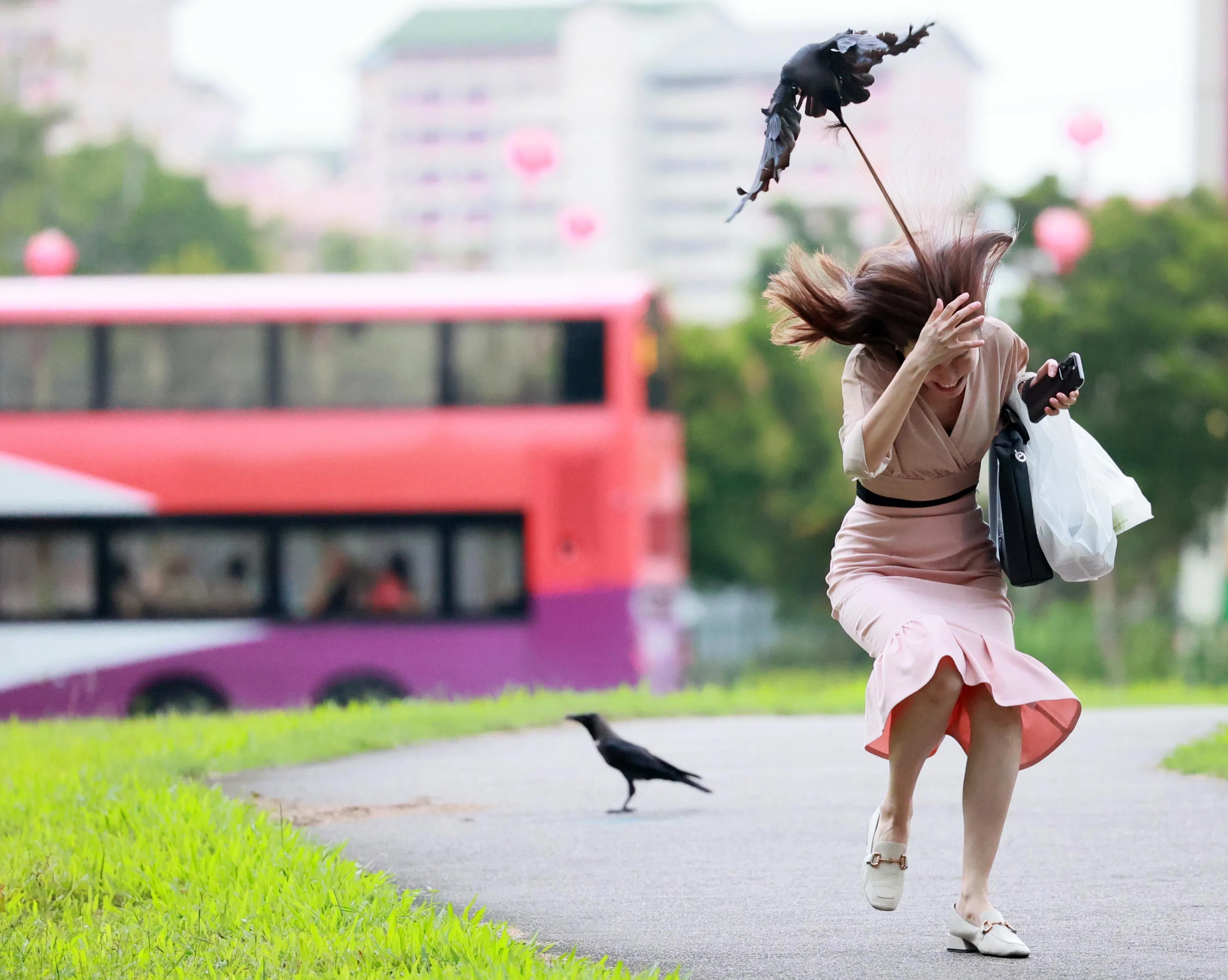 一名穿着粉裙的女子长发被乌鸦叼起，潘丰源拍下这个瞬间。（潘丰源摄）