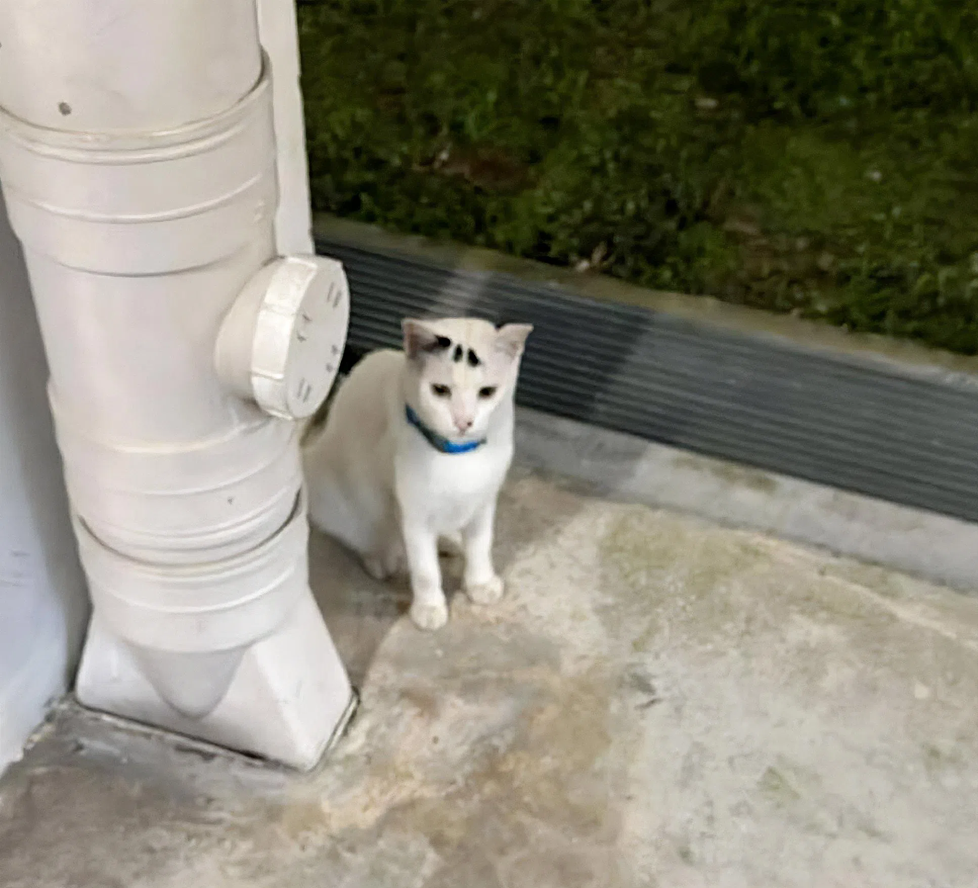 遭凌虐致死的白猫名为“金刚”（King Kong），是义顺1道组屋群Oleander Breeze @ Yishun的社区猫，深受不少居民喜爱。（互联网）