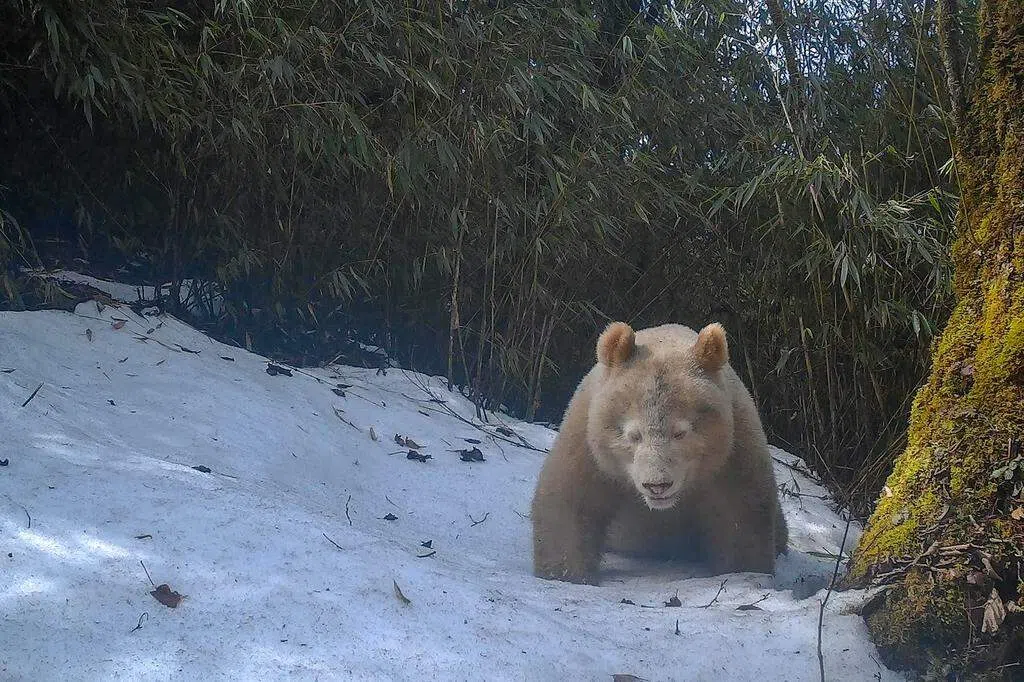 全球唯一白色大熊猫正脸照公布