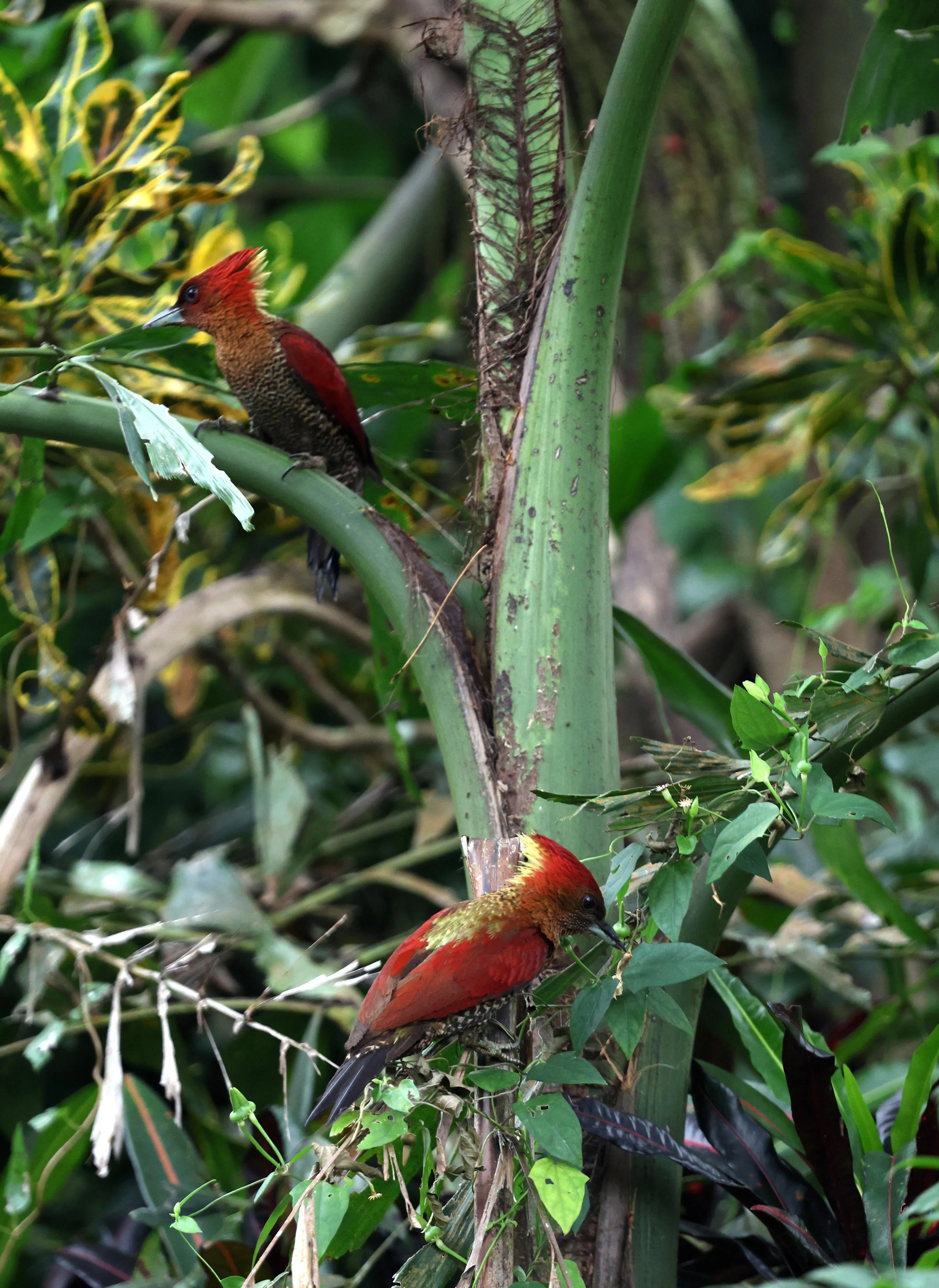 一对镶红绿啄木飞到武吉布朗坟场觅食。（邝启聪摄）