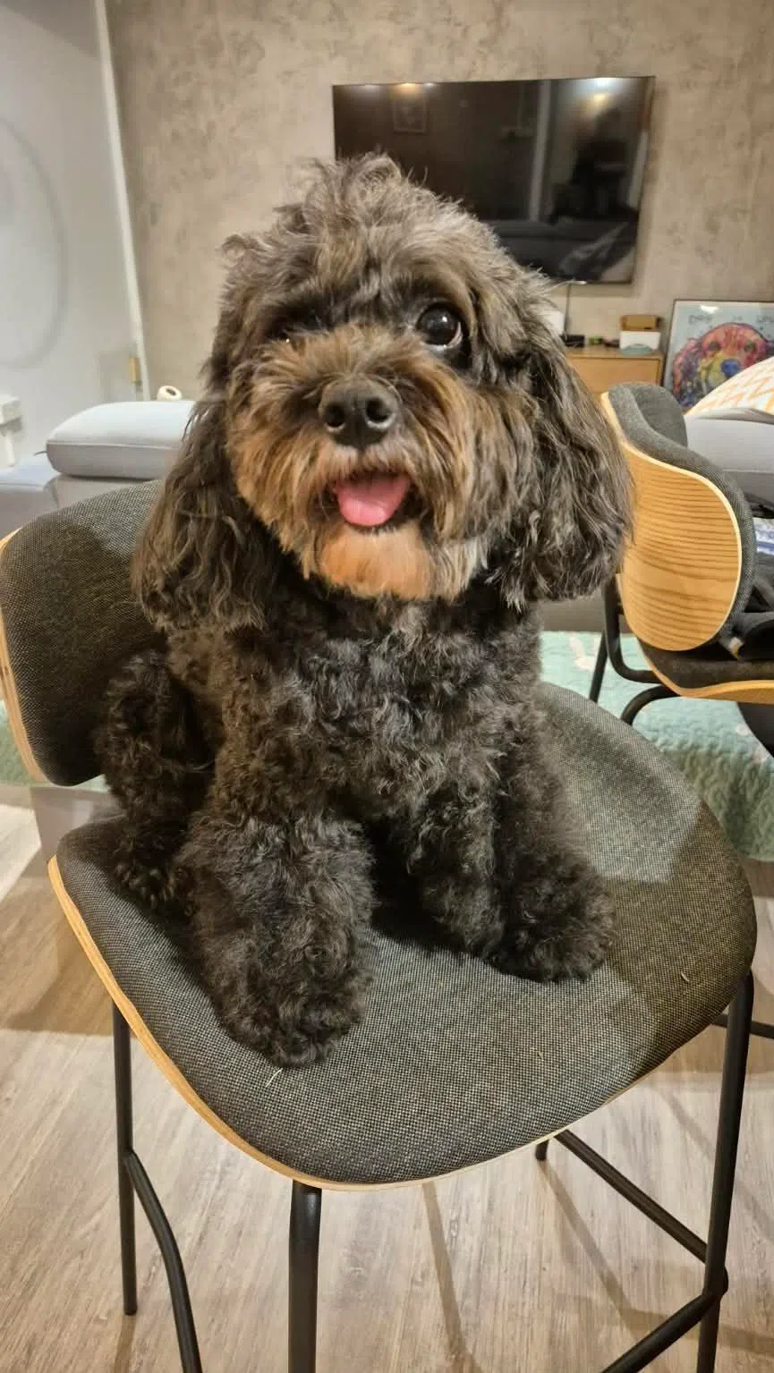 陈丽凤的爱犬“松露”是一只7岁的卡瓦普犬（Cavapoo）。（受访者提供）