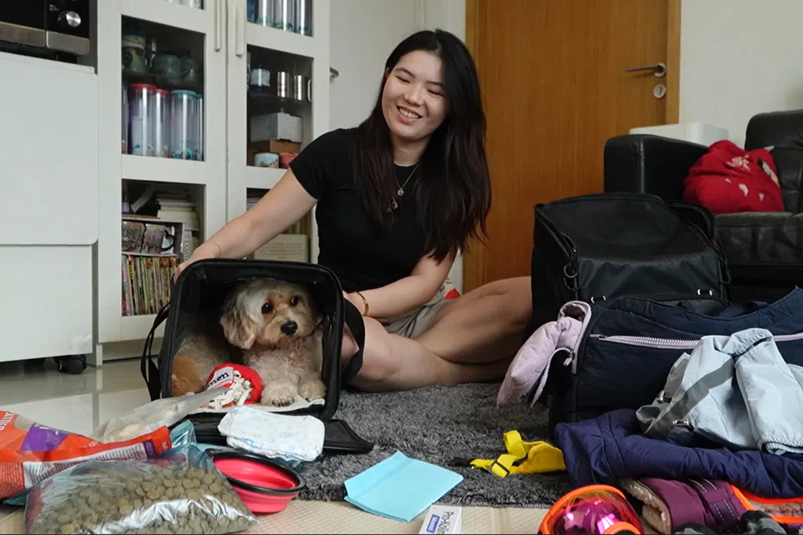 黄思洁为爱犬Fluffy张罗出国的必需品，光是它的东西就要占半个行李箱。（视频截图）