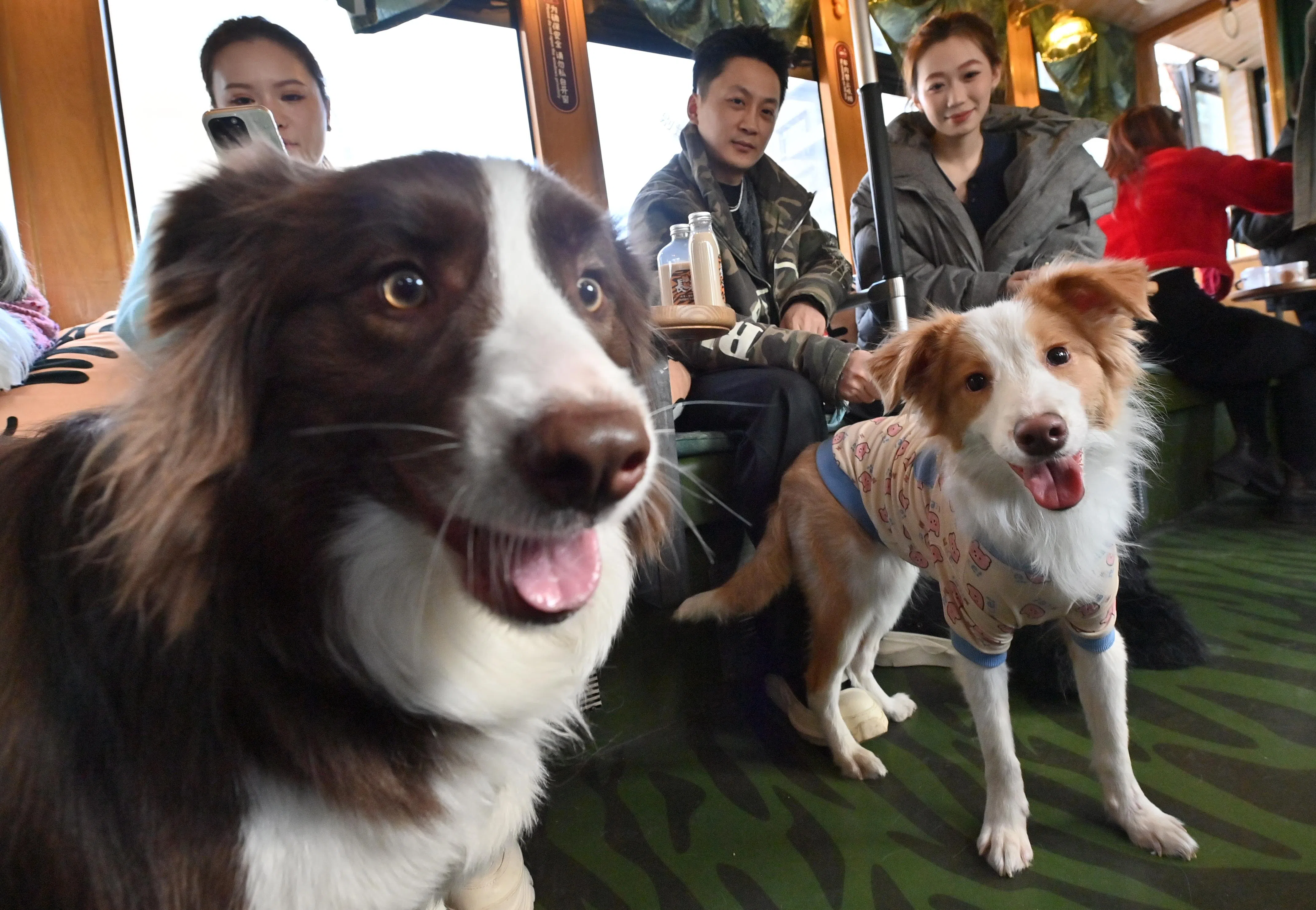 宠物们在车厢内玩耍。（中新社）