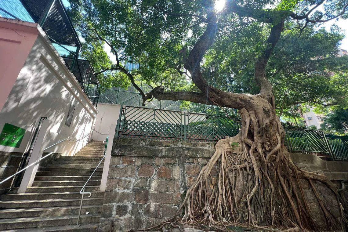 上环的太平山街，连街树也是石墙树。