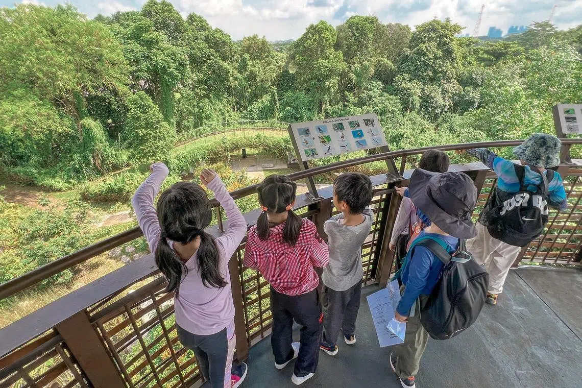 职总优儿学府旗下的Outdoor School Singapore在学校假期主办户外学习营，其中包括带领儿童到双溪布洛湿地保护区接触大自然。（Outdoor School Singapore提供）