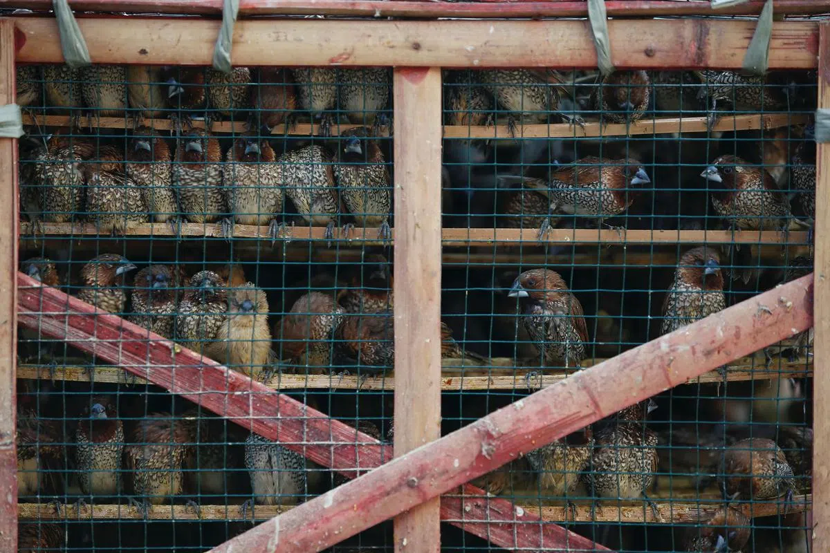 在雅加达的阿穆尔瓦·布米寺庙，信徒在新年庆祝活动中准备数百只鸟儿，以便在新的一年里放生，祈求平安吉祥。（路透社）