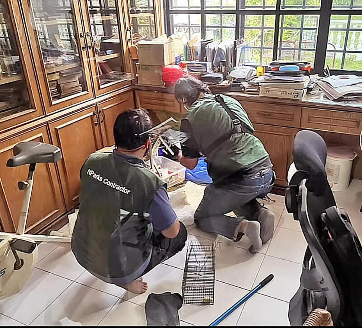 工作人员到场捕捉果子狸。（取自网络）