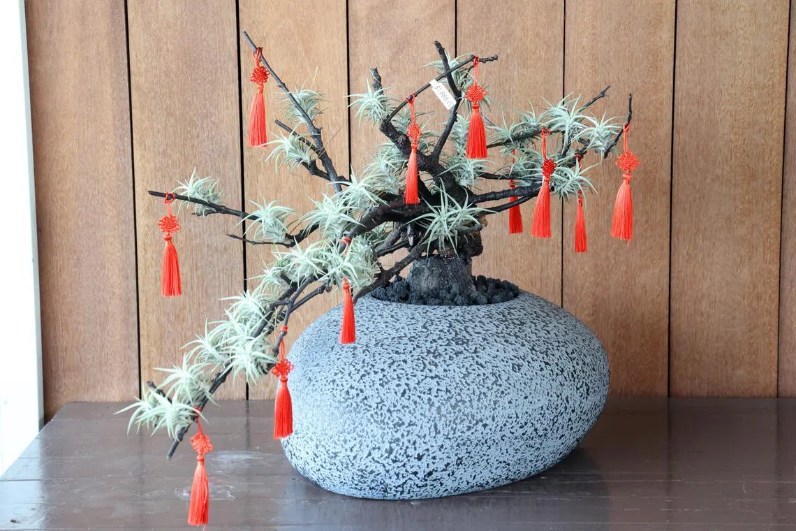 缀上红彤彤的流苏，空气凤梨成了农历新年的摆设植物。（邝启聪摄）