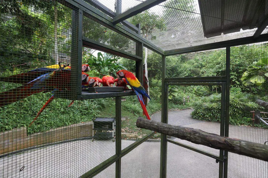 搬迁前，饲养员已通过喂食，训练绯红金刚鹦鹉（Scarlet Macaw）等中型和小型飞禽自愿飞到“集中地”，再由饲养员放入宠物笼中。（白艳琳摄）