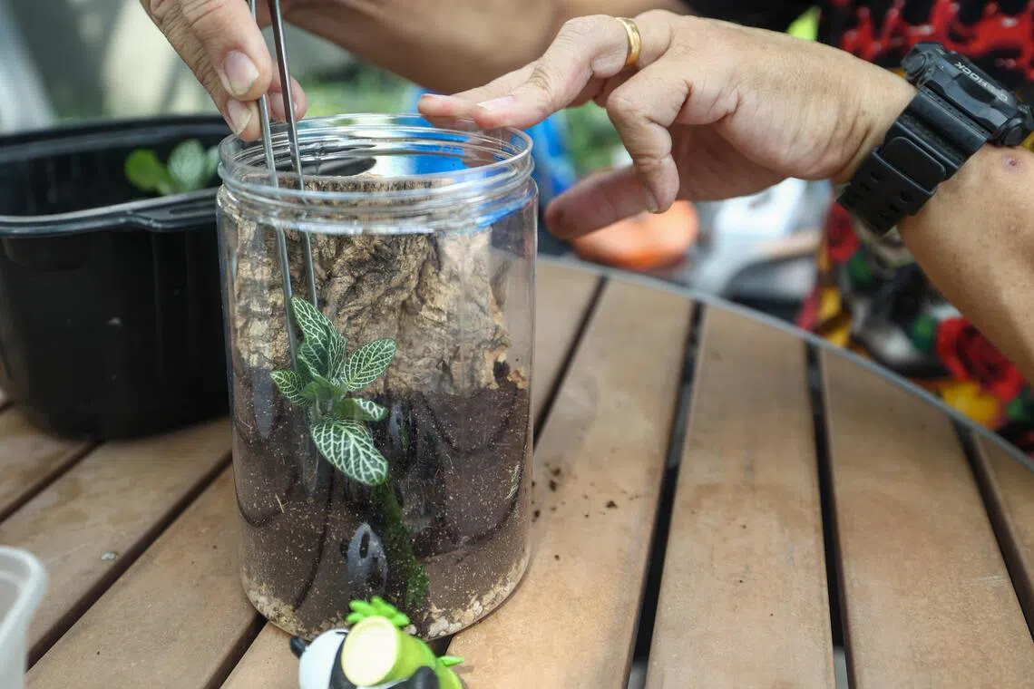 网纹草是瓶中景常用植物，养护简易。（白艳琳摄）