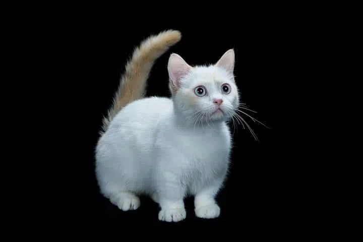 曼基康短毛貓四肢矮短，好奇心强。（受访者提供）