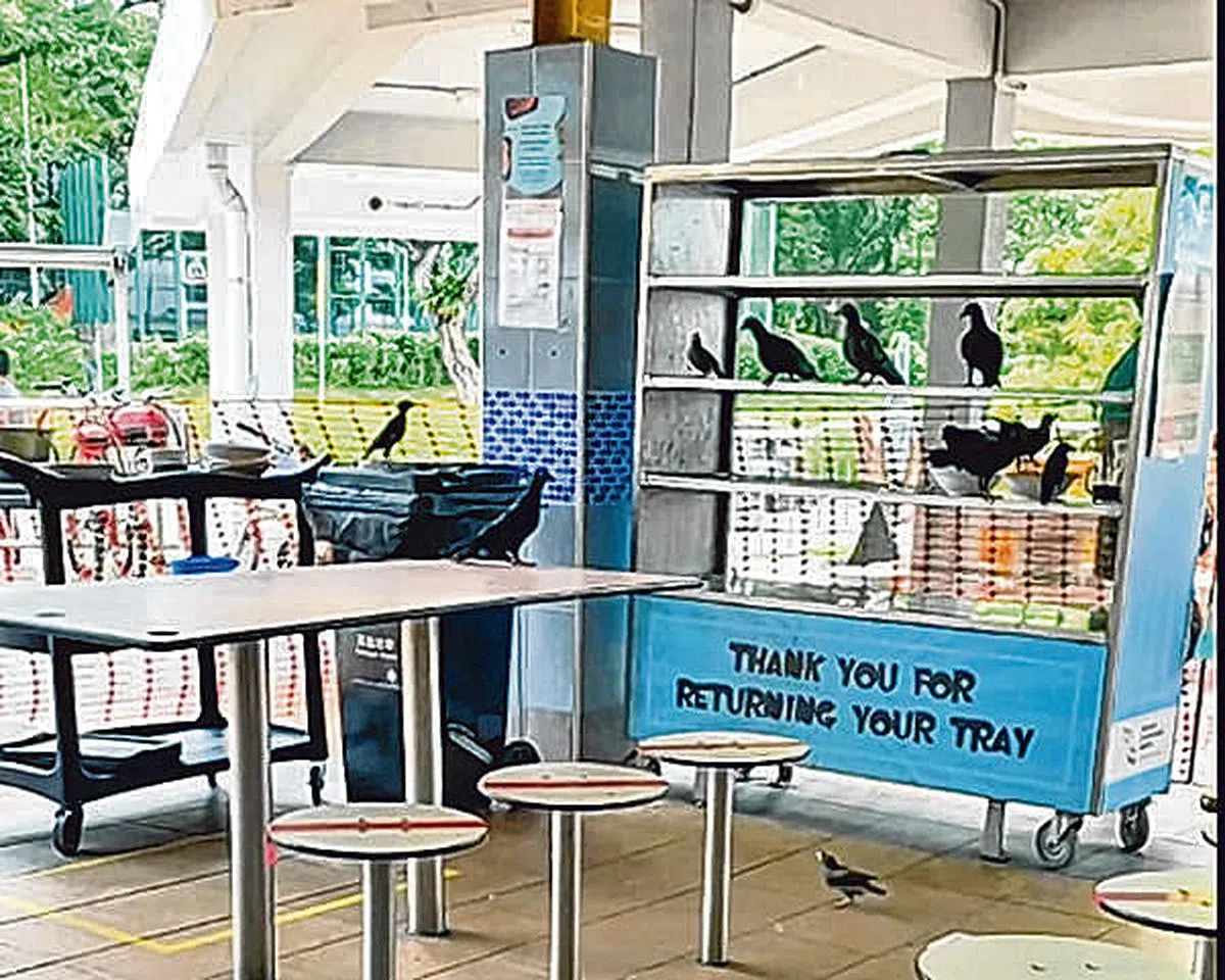 网民拍摄到鸟儿在归还架排排站