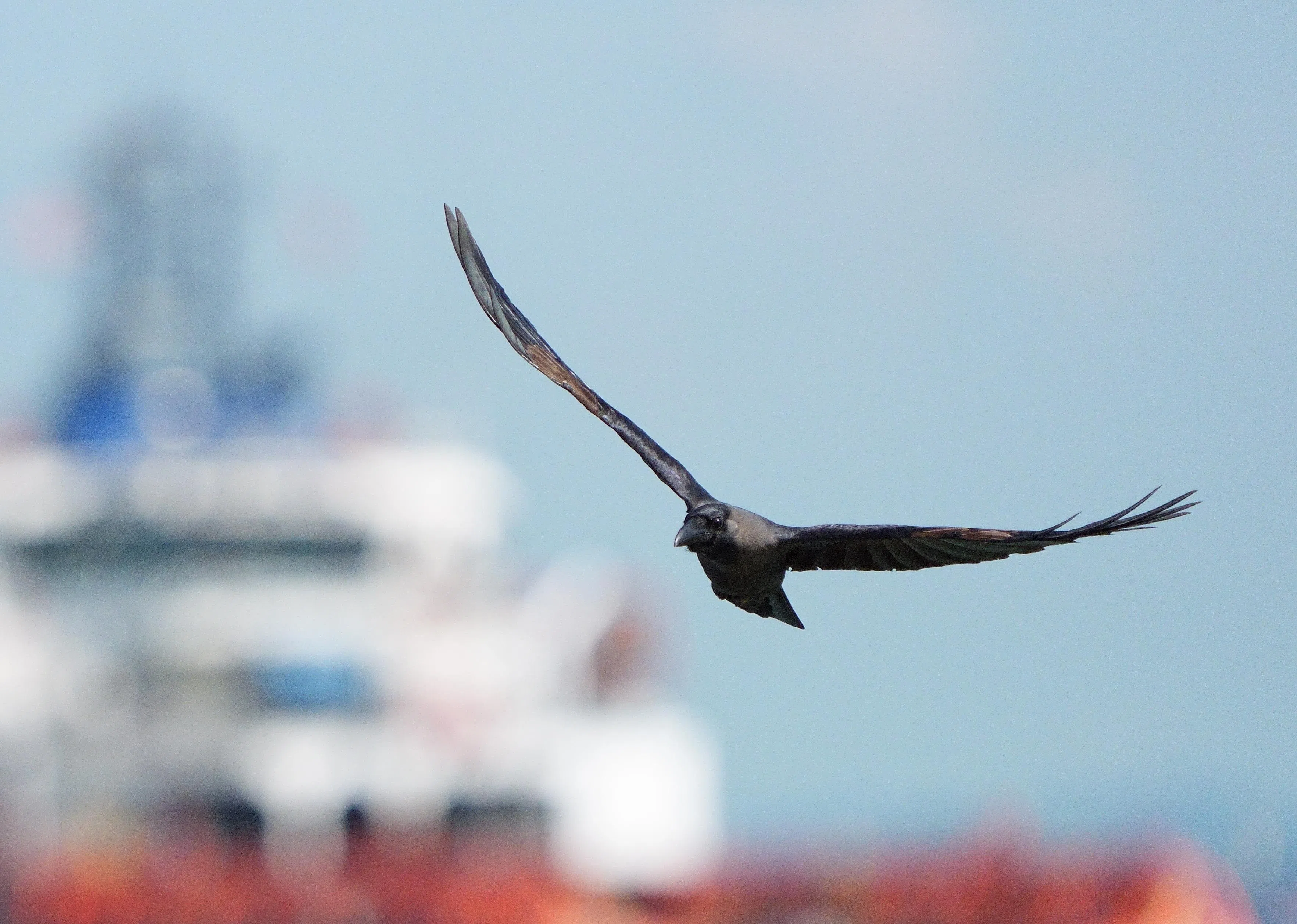 即使小鸟在飞行中，相机的眼睛追踪功能也有很好的表现。（谢智扬摄）
