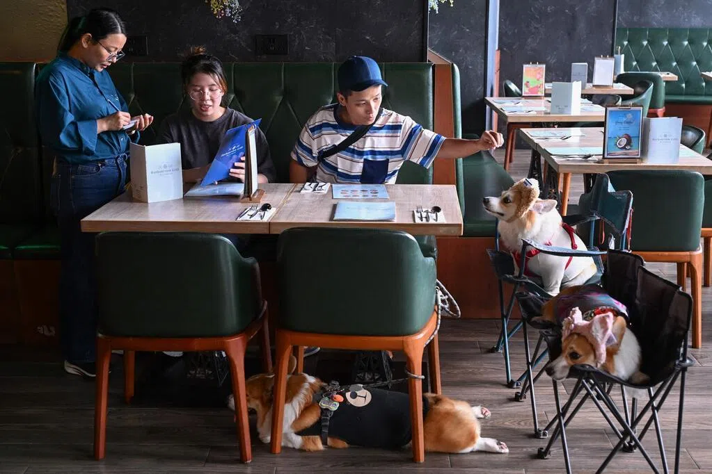 香港准宠物狗入店两周 31家餐厅退出试行