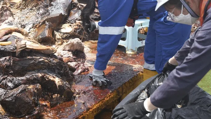 研究团队把切割下的须鲸肉装入有两层的塑料袋，再妥善丢弃。每一包估计有8至10公斤重。目前，已经丢了约100至140包的须鲸肉。（国大李光前自然历史博物馆提供）