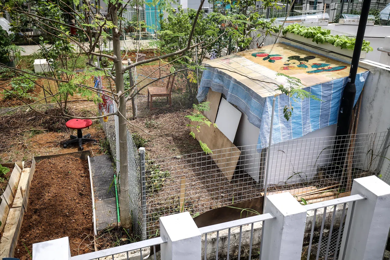 义顺11道第429座多层停车场顶层的社区花园，出现用几块木板搭建的鸡舍，鸡舍以围栏围着。（关俊威摄）