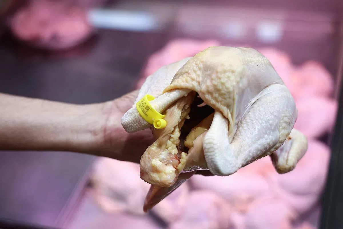 马来西亚政府从6月1日到10月11日禁止出口活鸡到我国，引起一阵不小的震荡。我国食品局当时迅速与印度尼西亚的鸡肉供应商接头，随即批准印尼鸡肉进口。（李健玮摄）