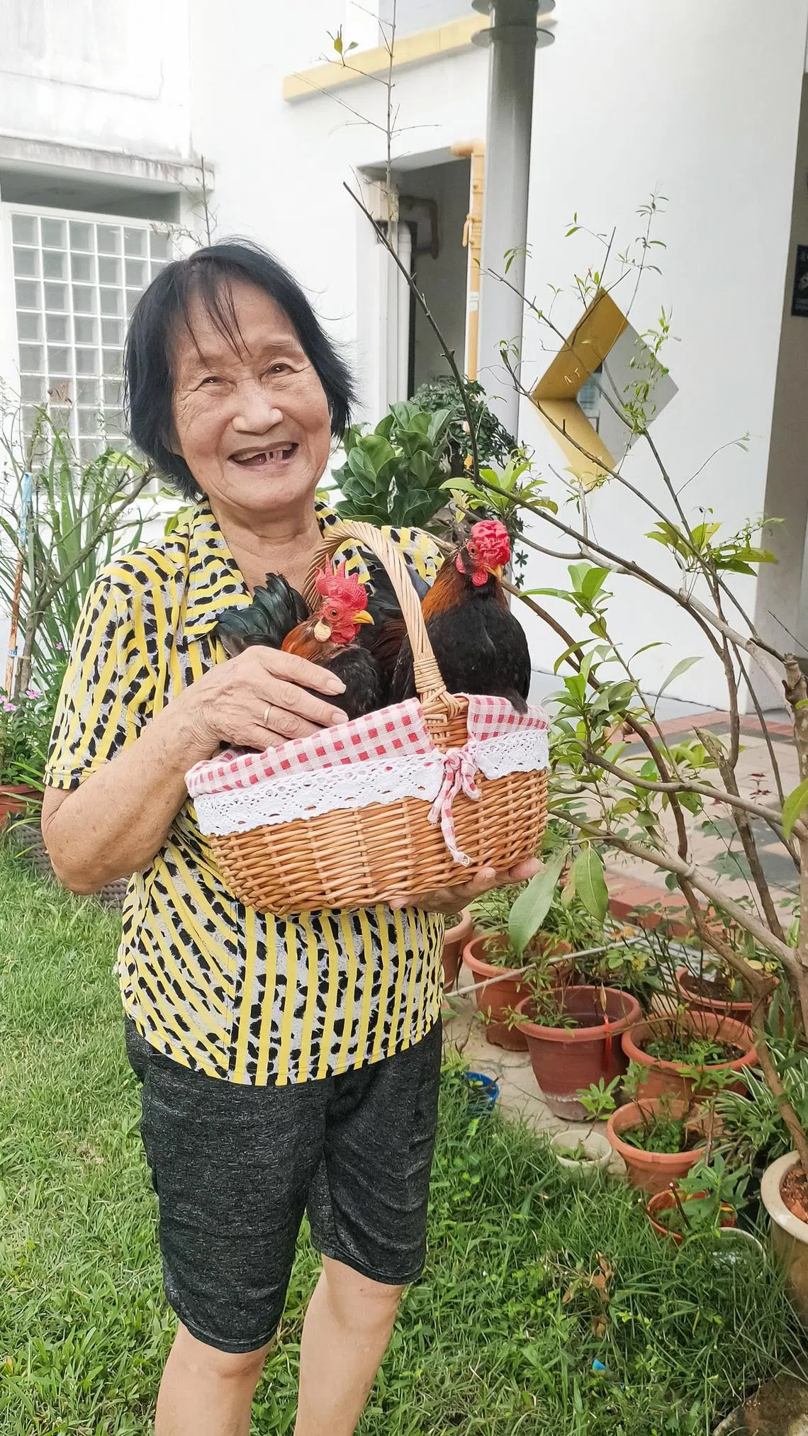 阿嫲梁莲英和两只“儿子鸡”合照时，笑容满面，时不时亲吻大啾啾和小啾啾，满是宠爱。（傅丽云摄）