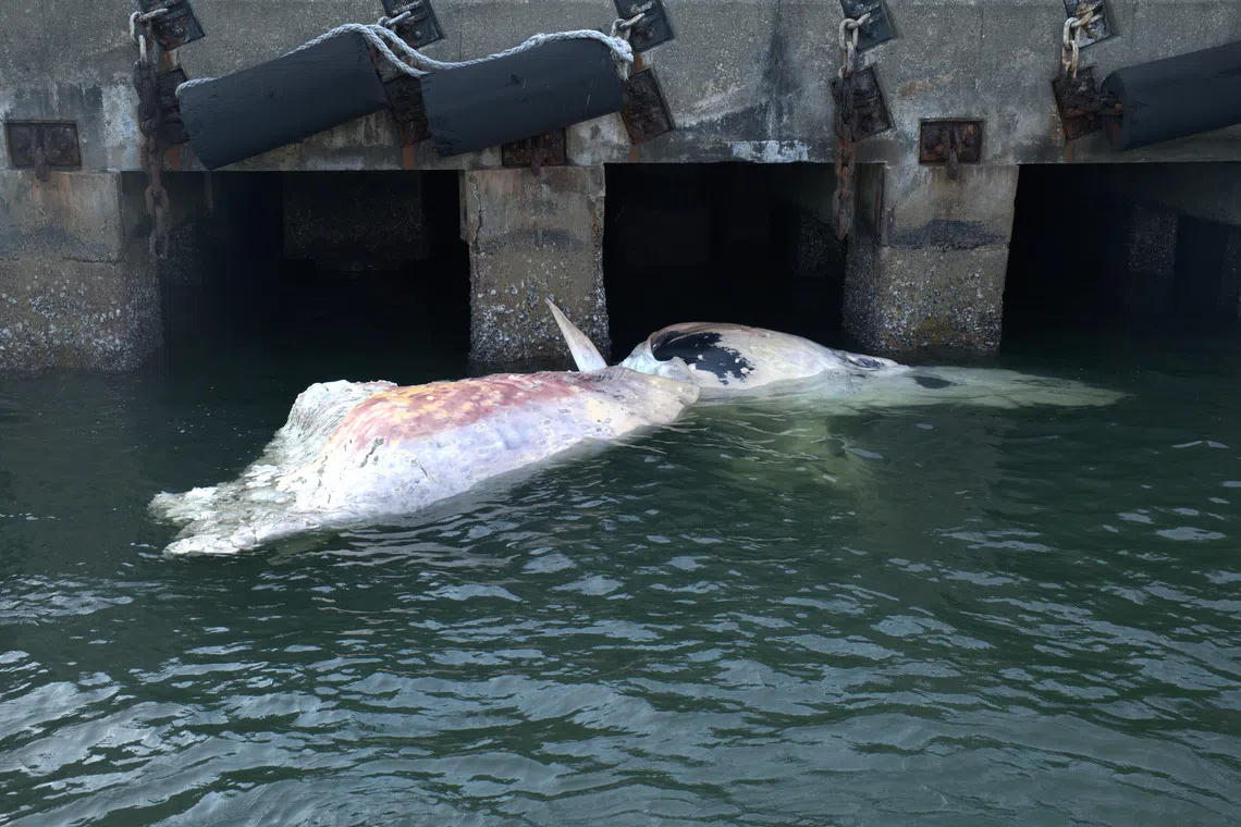 一具约6.3米长的鲸鱼遗骸于9月6日先在丹戎巴葛水域出现。（国大李光前自然历史博物馆提供）