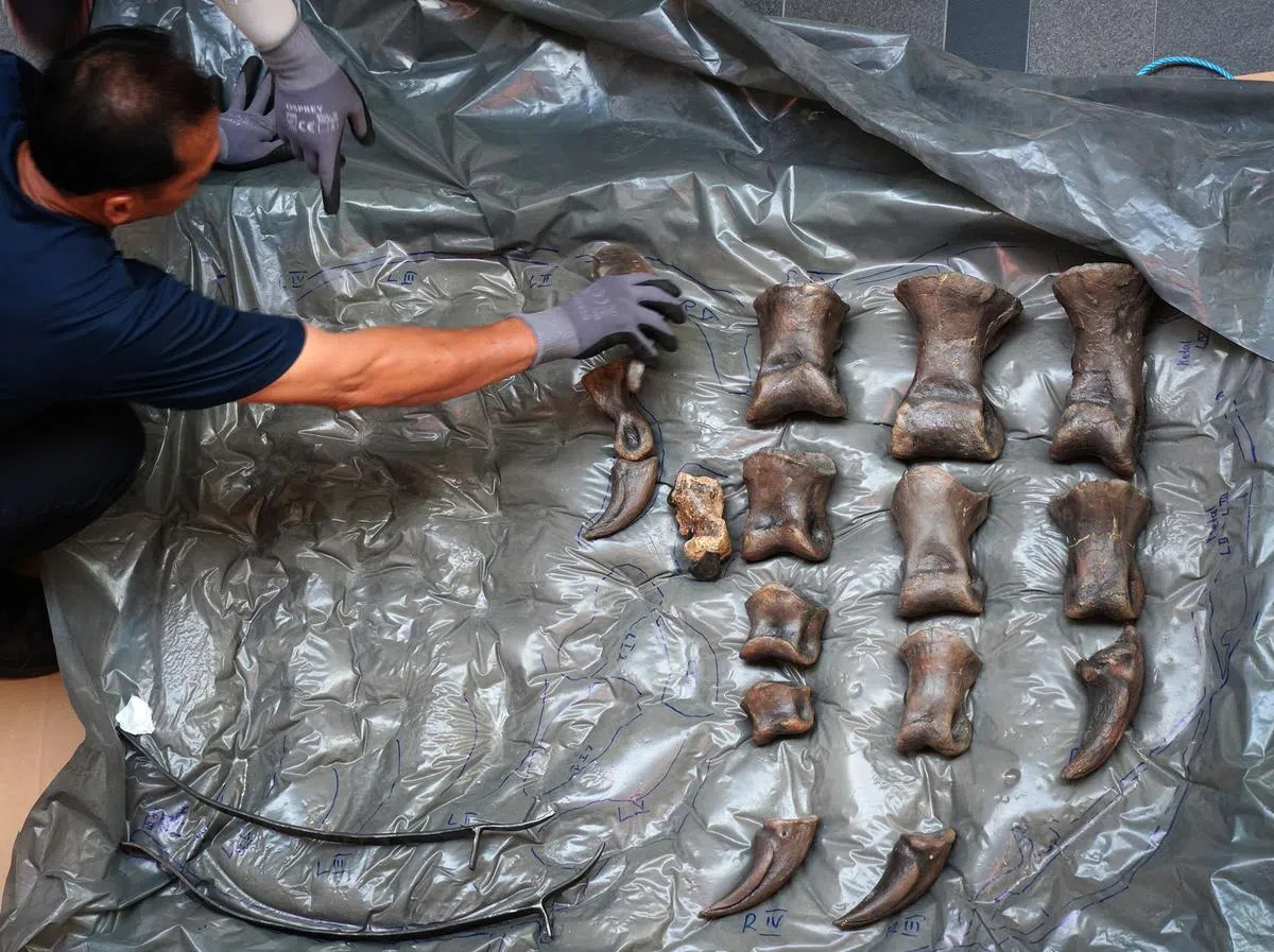 这个庞然大物的脚趾，俨然有成人的手臂那么大。（何家俊摄）