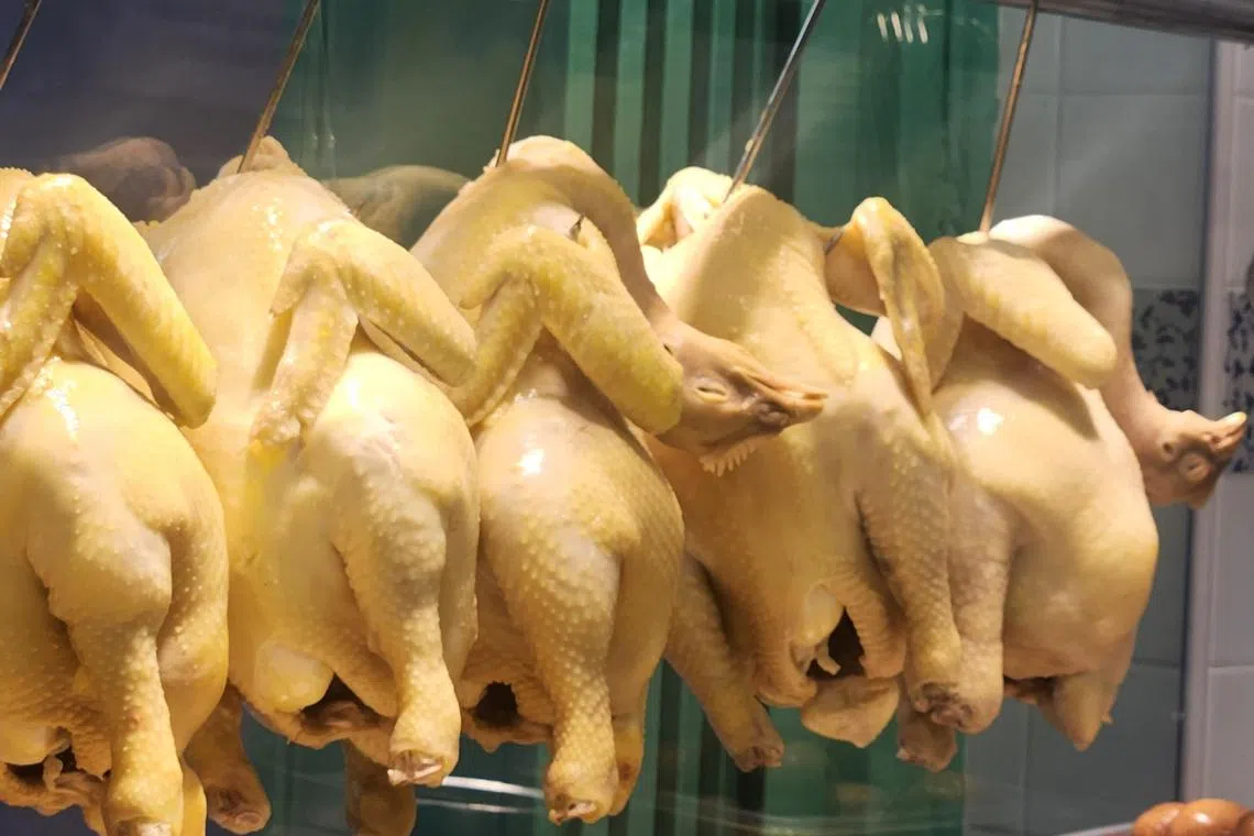 澄黄甘榜鸡只丰腴光滑得像美少妇，更有“鸡味”，肉质结实饱满。（陈爱薇摄）
