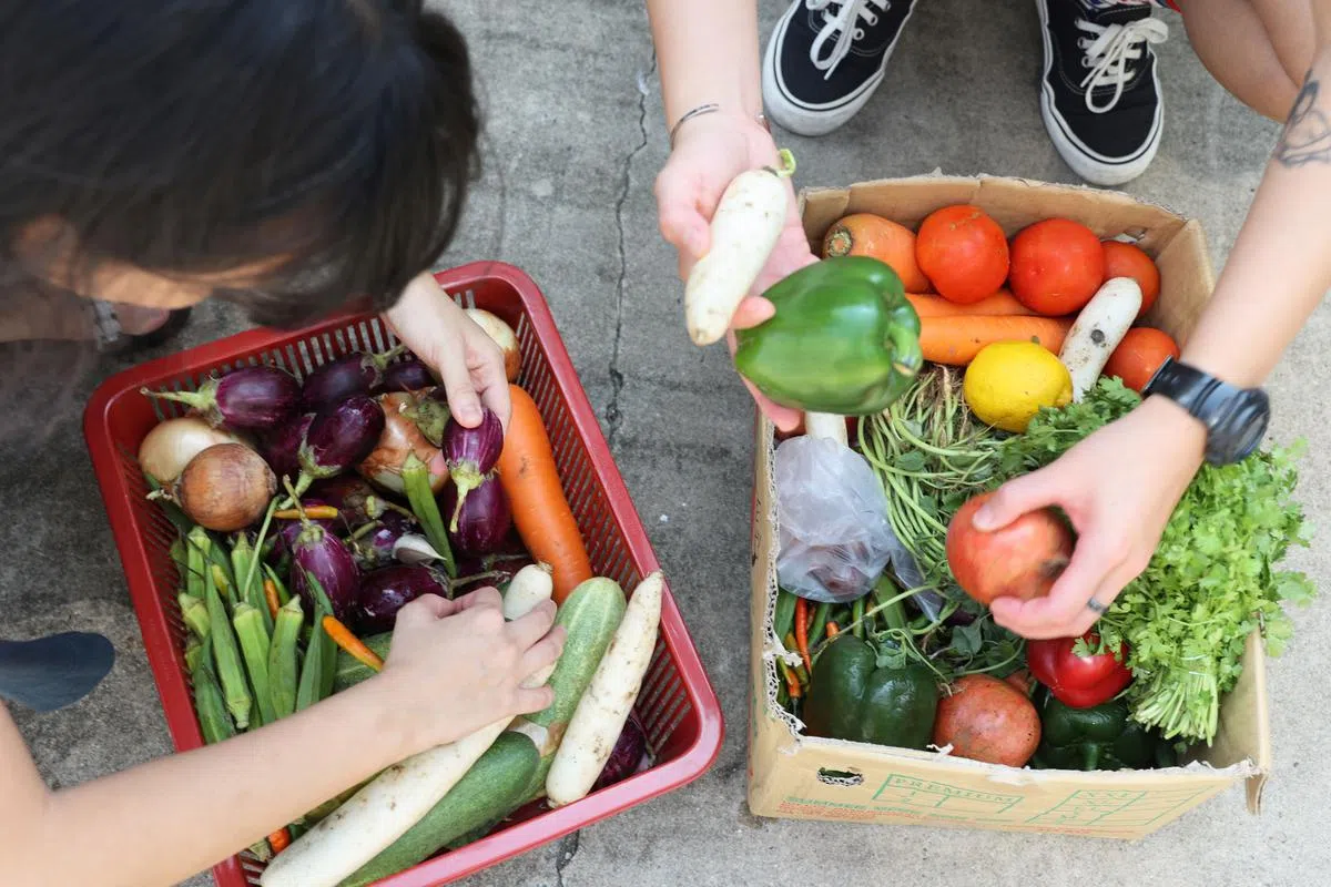 “实堂”团队在拯救蔬菜时没能挑，有什么拿什么，回来后才进一步筛选和处理。（梁麒麟摄）