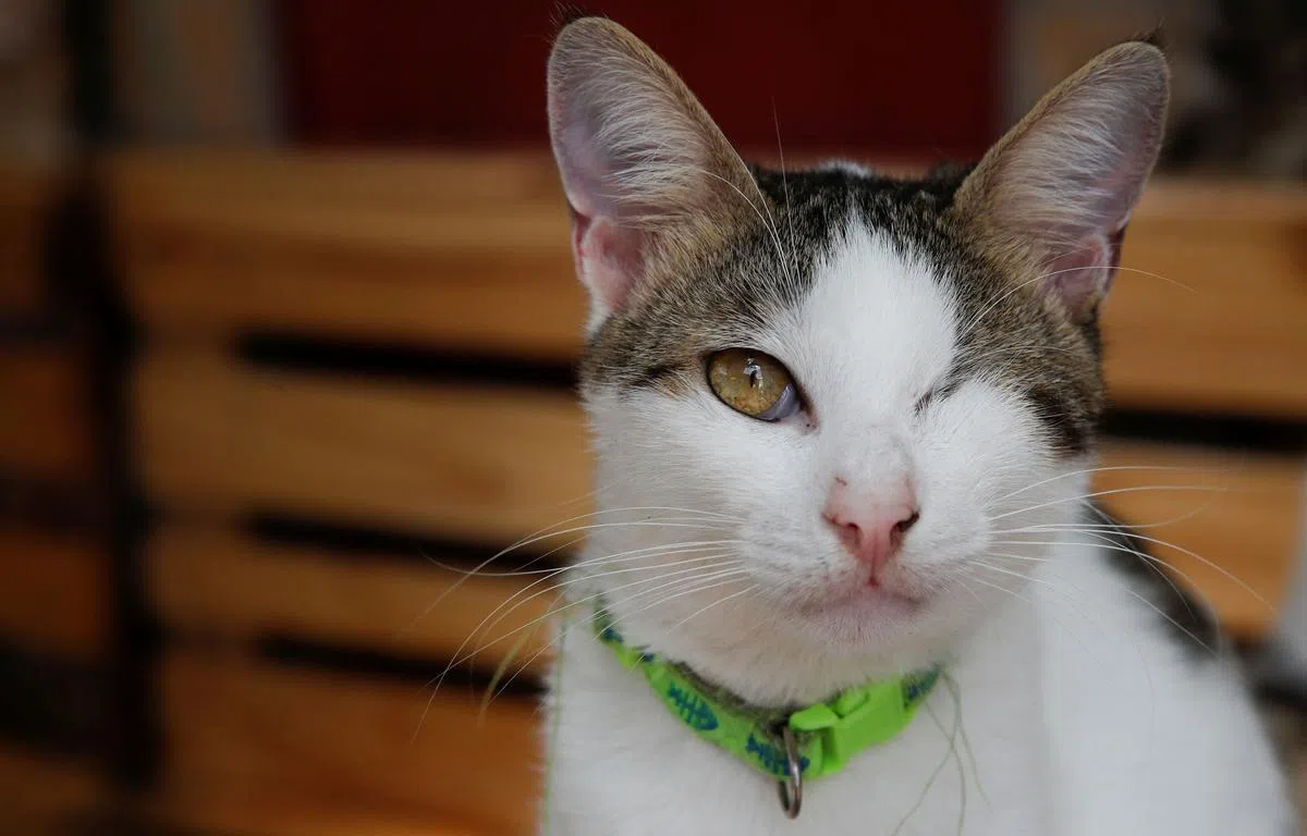 在组屋区养猫，宠物主人必须关注它自由走动是否会对邻舍造成干扰，同时也得考虑为猫只节育。（路透社）