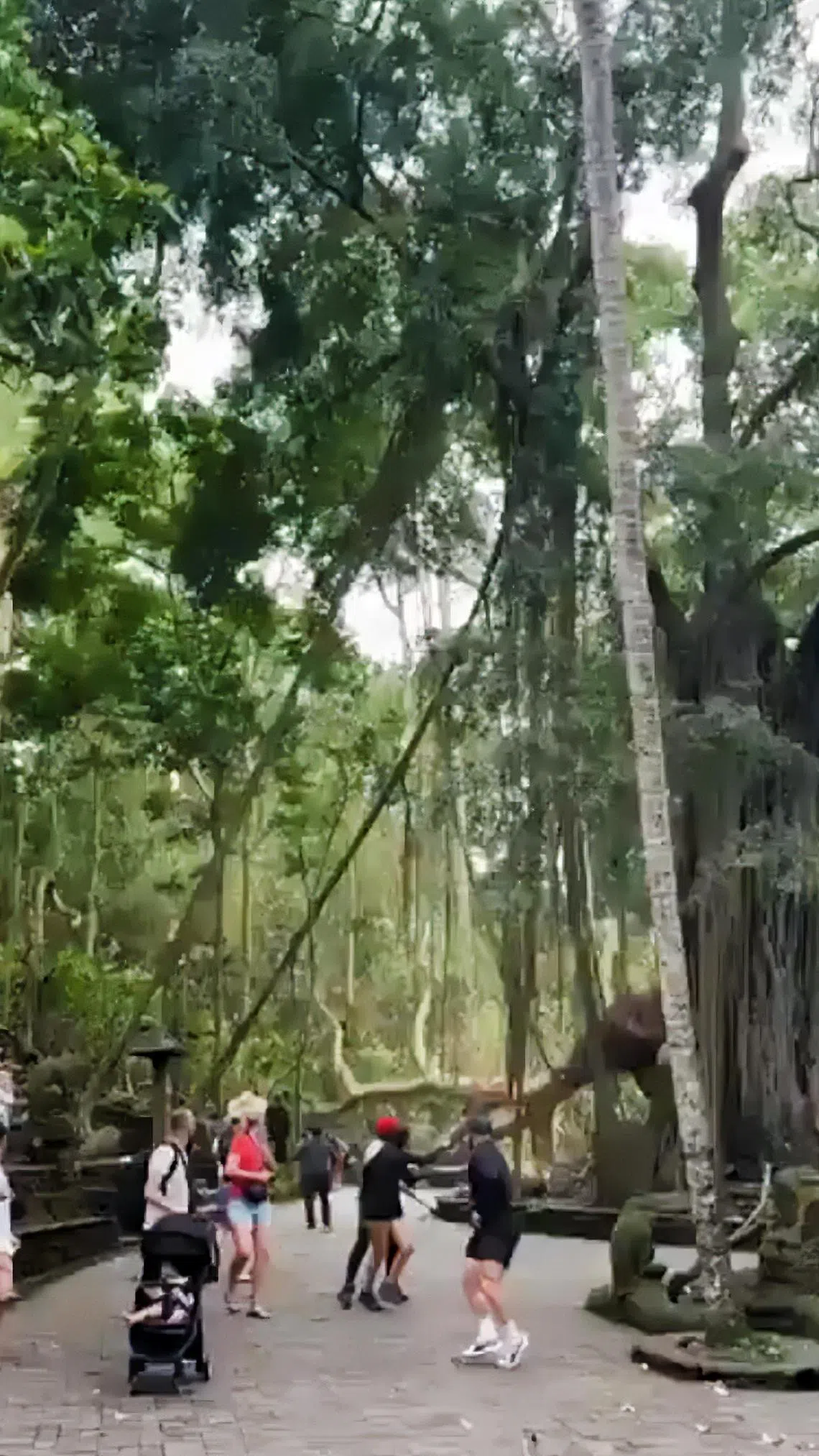 根据社交媒体视频，事发时刮着大风，一棵大树轰然倒下，吓得游客四处逃窜。（视频截图）