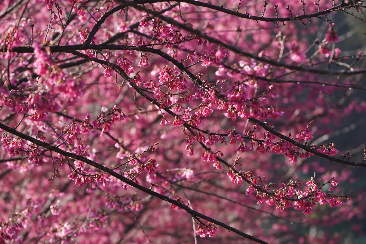 盛放的樱花。（作者提供）