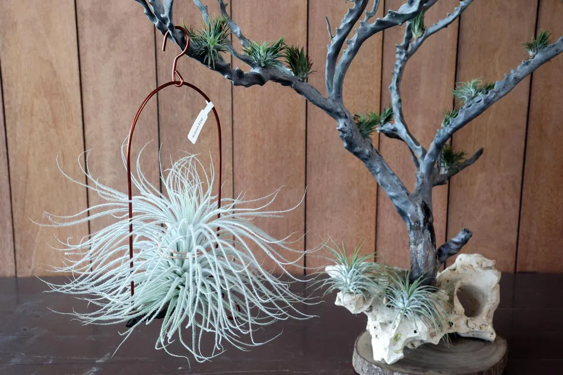 吴延塔认为，空气凤梨是人与人、人与自然连接的桥梁。（邝启聪摄）