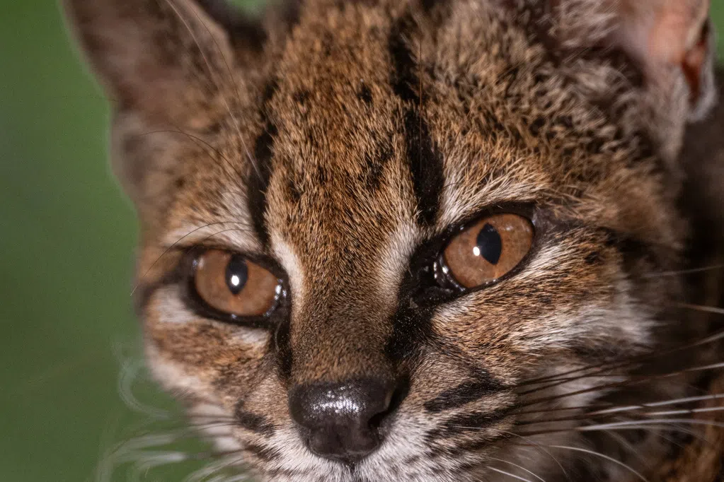 百年来首发现新野生猫科 玻利维亚确认“提尔卡约虎猫”
