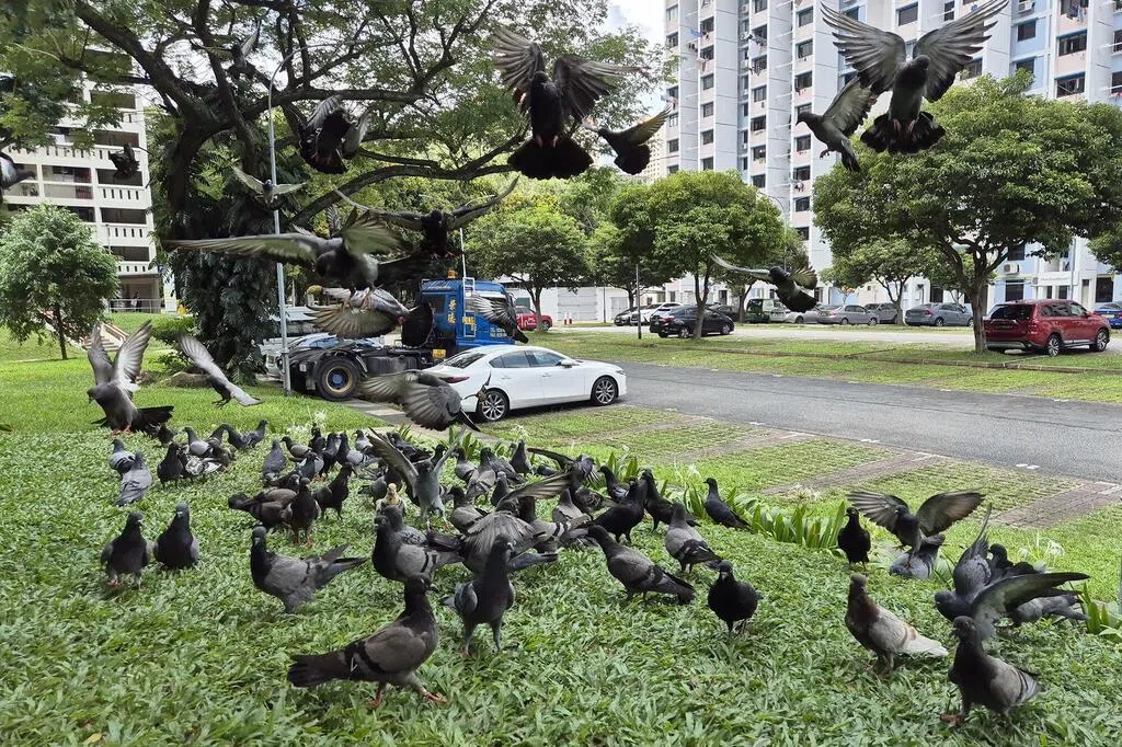 交流站：喂鸽反映法与情的冲突