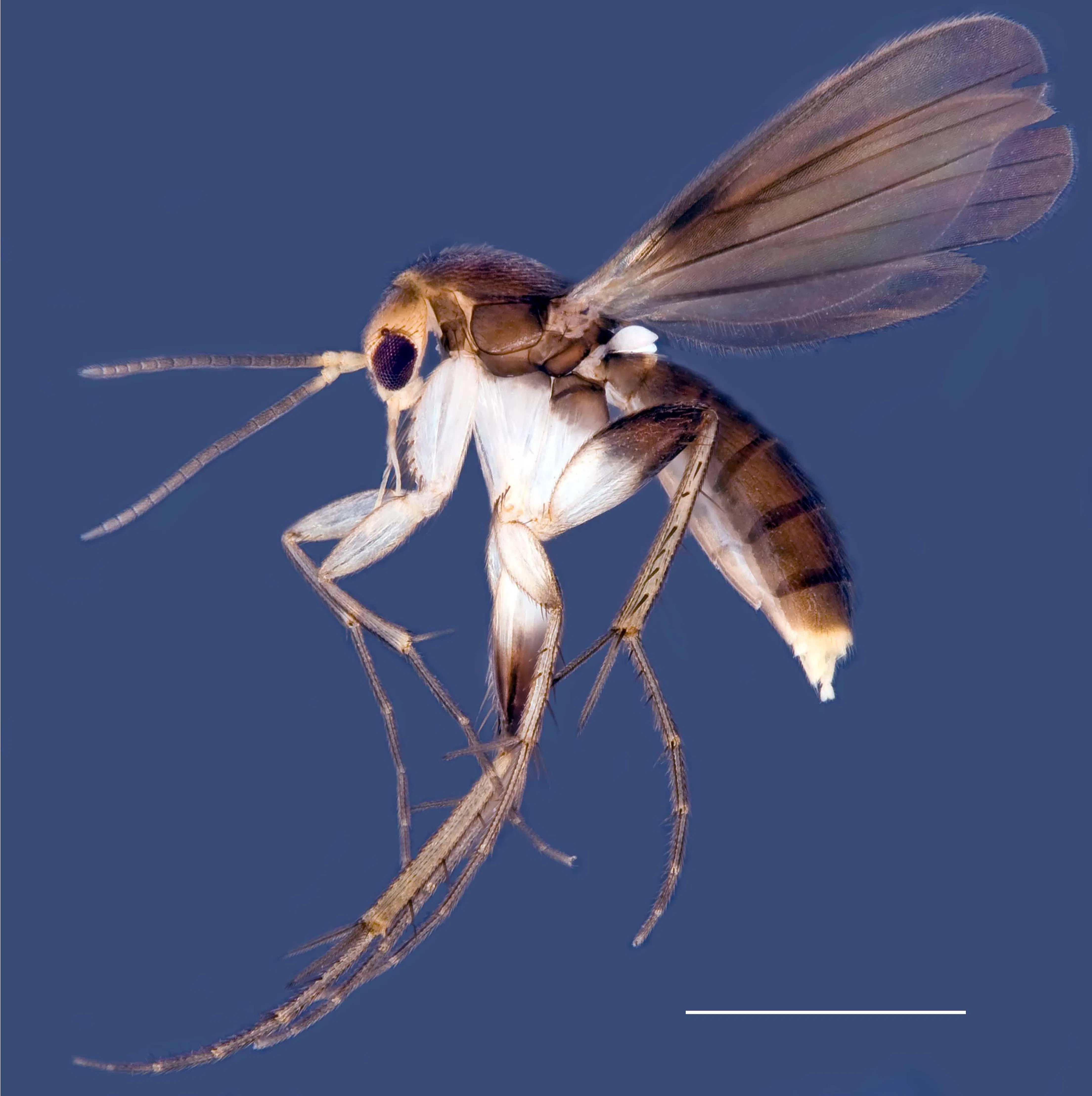 以本地知名女歌手兼演员拉希玛拉辛（Rahimah Rahim）命名的菌蝇新物种Platyprosthiogyne rahimahae。（国大李光前自然历史博物馆提供）