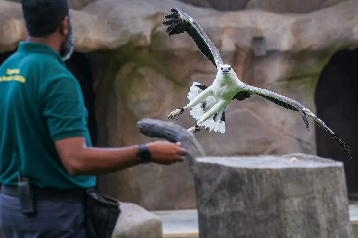 白腹海雕（White-bellied Sea Eagle）在饲养员的引导下，熟悉崭新天际剧场的表演空间。（白艳琳摄）