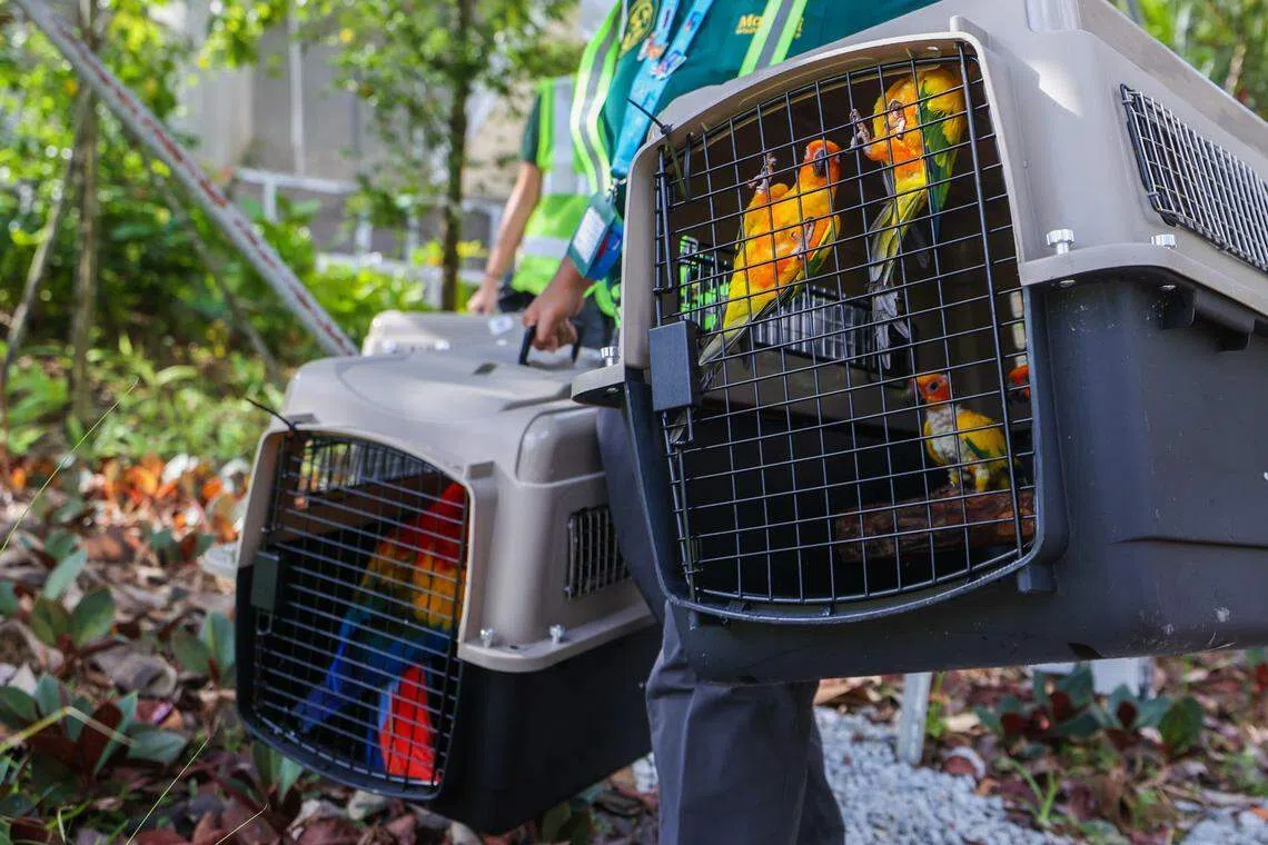 对于小型飞禽，如太阳锥尾鹦鹉（Sun Parakeet），饲养员使用宠物笼搬运，每个笼子一般只放两三只小鸟。（白艳琳摄）