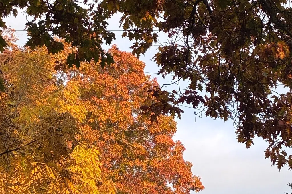 【留英手账】潘靖颖：夏季动物