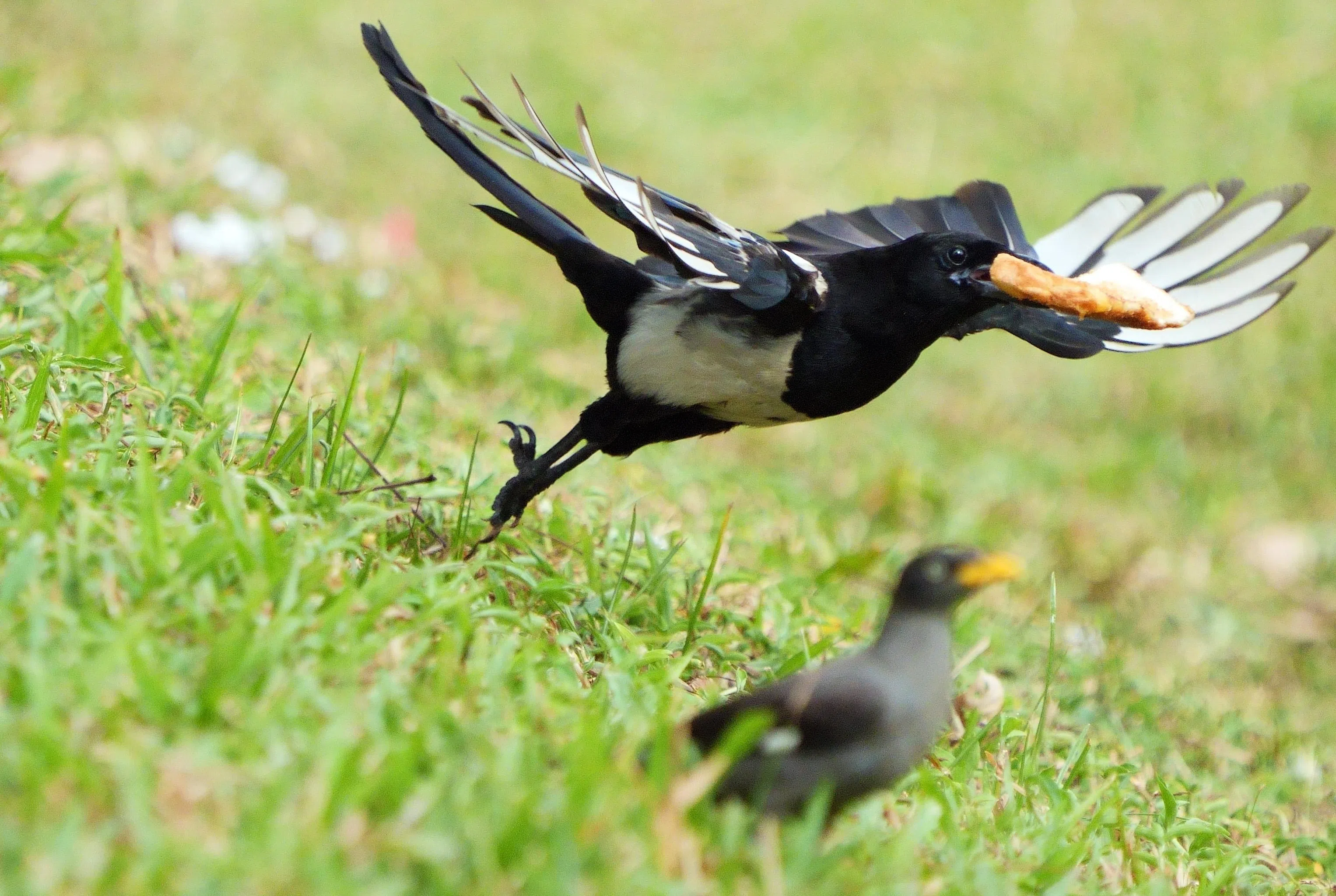预拍模式确保摄影师不会错过任何突然的意外动作。例如一只罕见的喜鹊正从前景中的爪哇八哥口中偷走一块面包。（谢智扬摄）