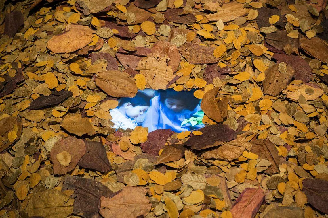 如克里斯那·穆尔蒂相信，装置应从四周环境汲取素材。2023年的重制版本，以新加坡的枯叶代替原版稻壳。（国家美术馆提供）