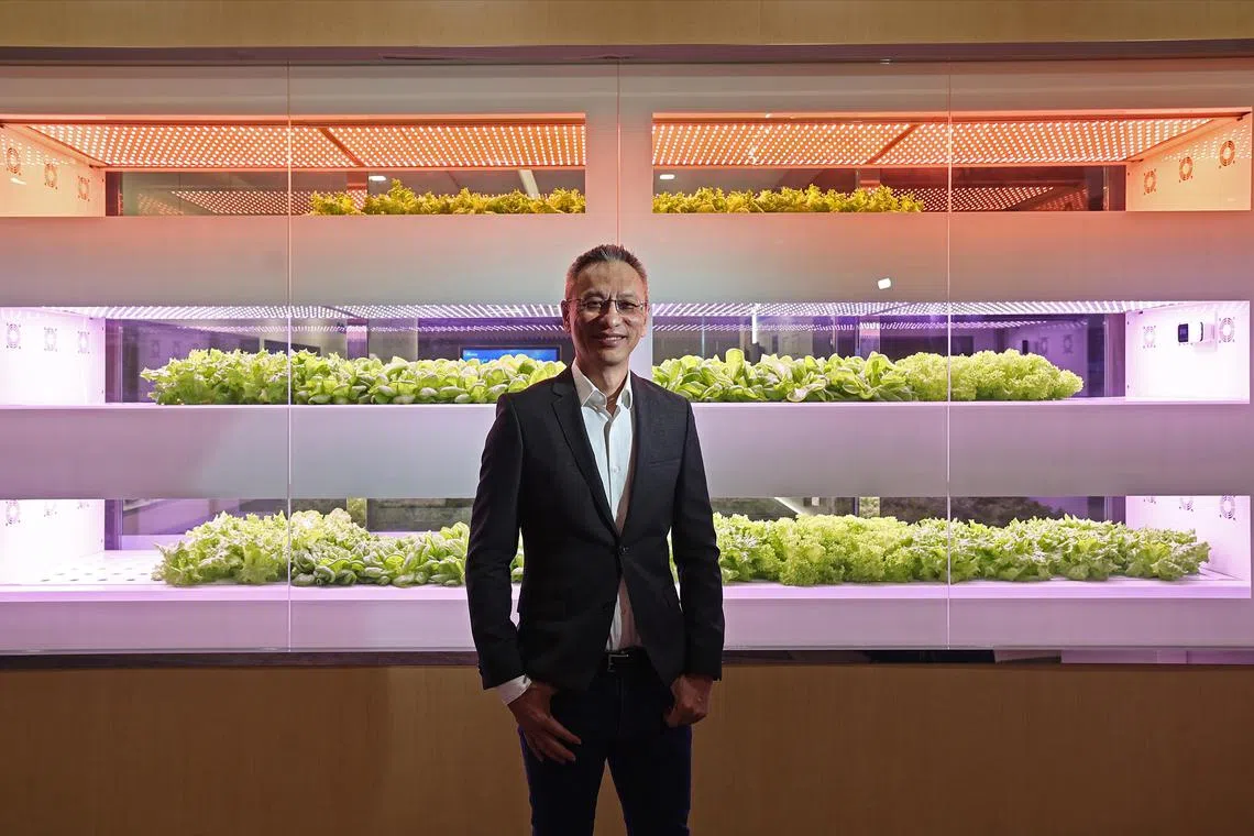 台达新加坡总经理邓炳成说，公司两年前迁入Kallang Junction大楼，并在去年1月在三楼设置农耕空间。除了展示自家技术并绿化办公环境，种植出的新鲜蔬菜也以1元优惠价供应给公司职员，卖菜所得捐作慈善，据悉目前已筹得约1000元。（陈渊庄摄）