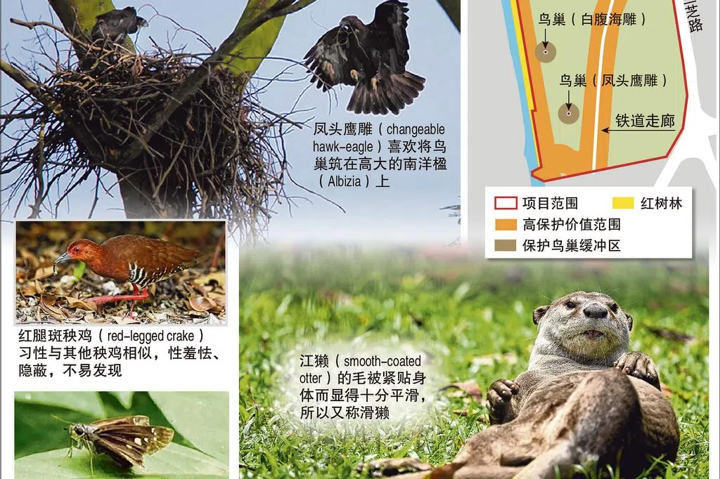 农业食品创新园环境评估报告：遭误伐克兰芝林地 可通过重建保留原生态