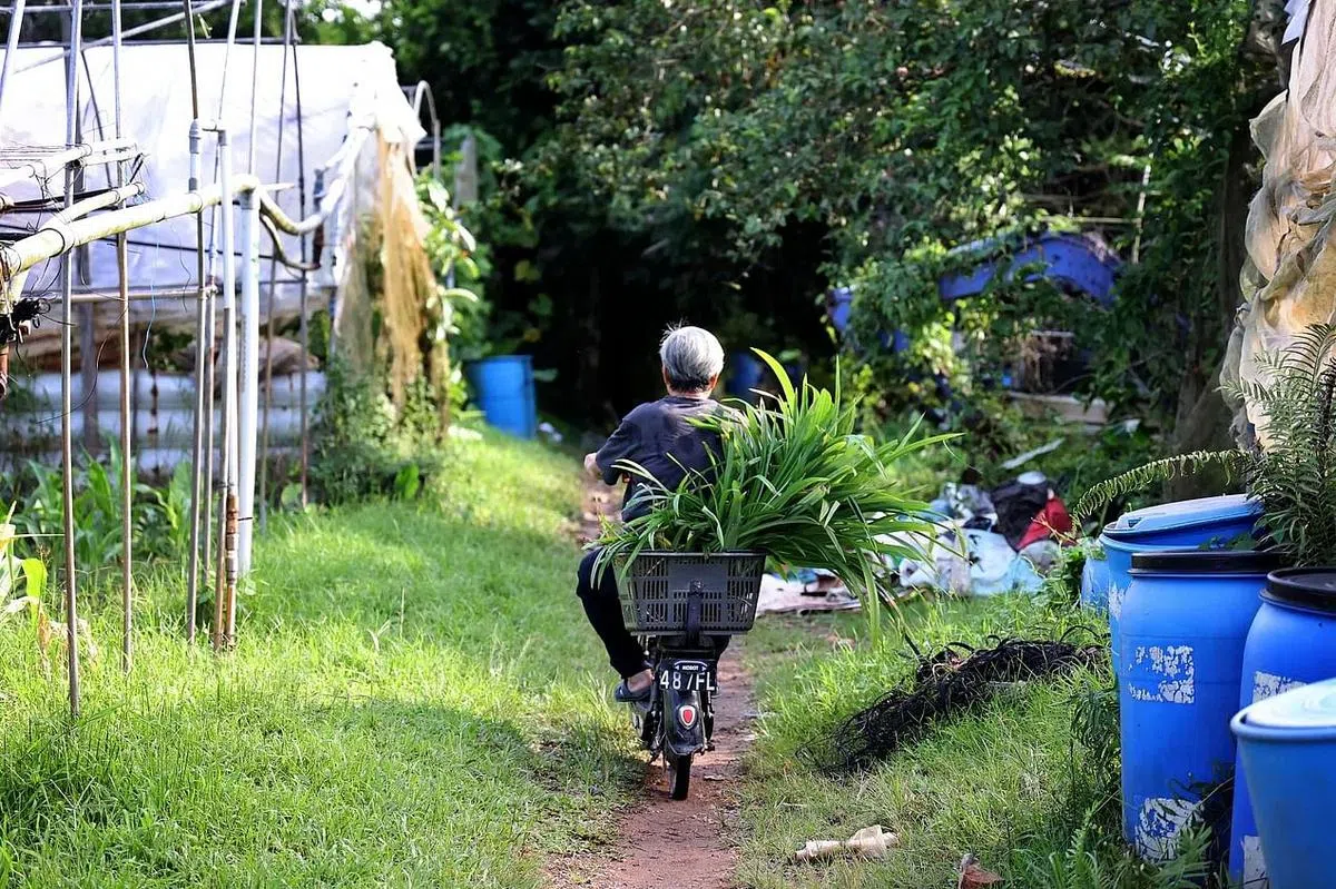 农场全年无休，蔡妈妈20多年来在“萤火虫”投入的时间和心思无从计算，这个熟悉的画面今后如何再现？（龙国雄摄）