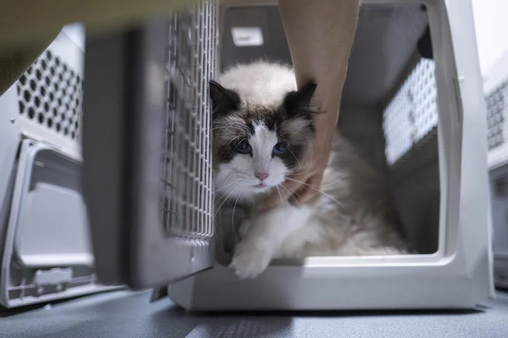 下午察：虐猫者还能上岸吗？