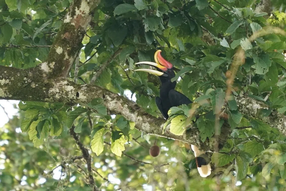 近距离拍摄到马来犀鸟。（梁金菊摄）