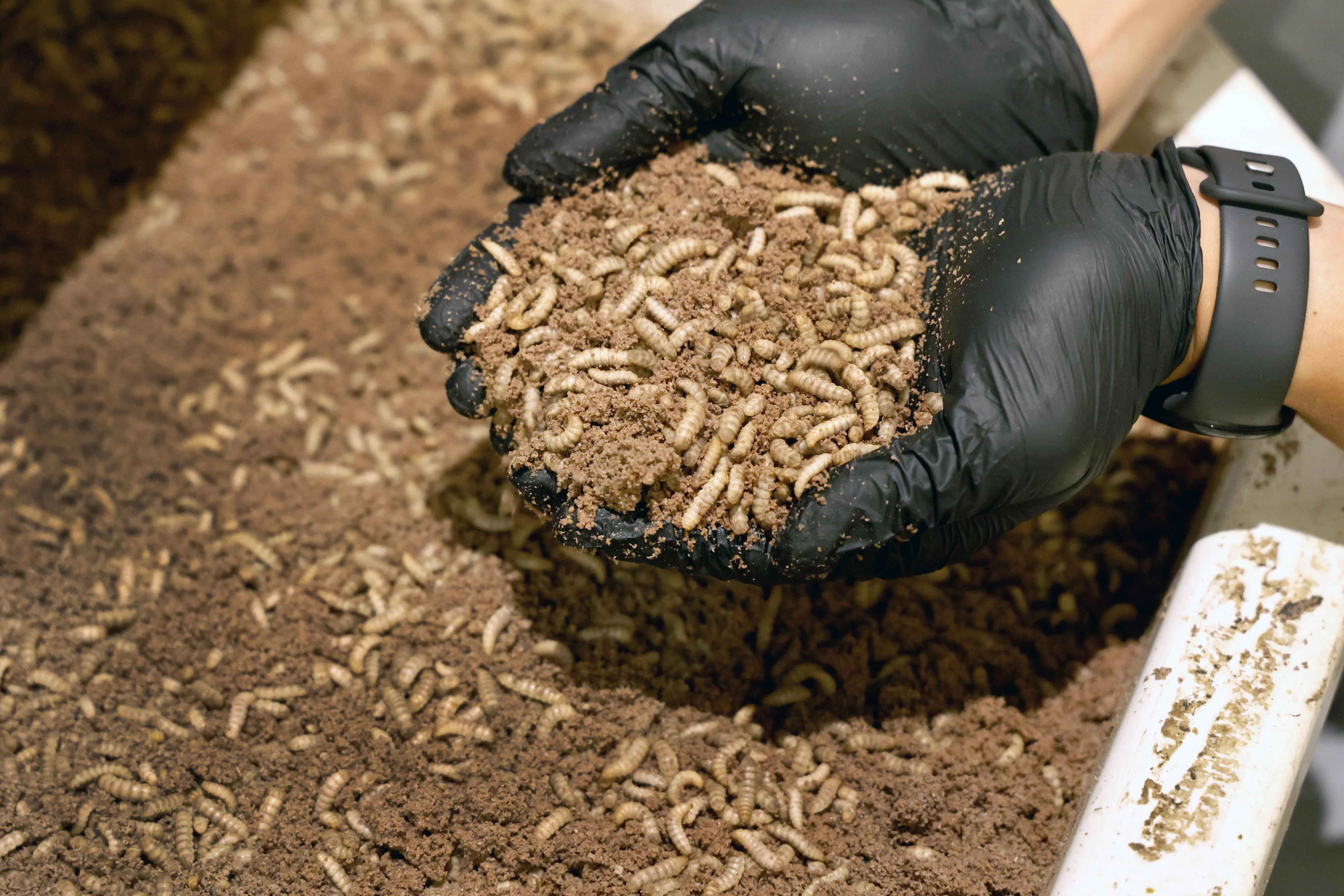 参观Ento能走入繁殖室以及触摸幼虫。（周国威摄）