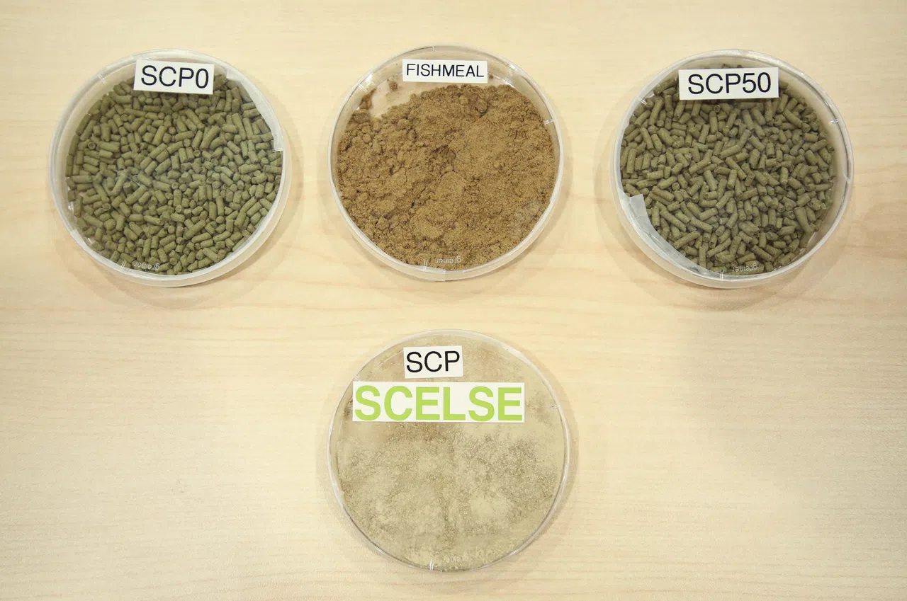 科研人员向记者展示含有不同成分的养鱼饲料，图中标有SCP50的是用微生物蛋白与传统鱼粉（fishmeal）以相同比例混合制成的新配方鱼饲料。（李姿仪摄）