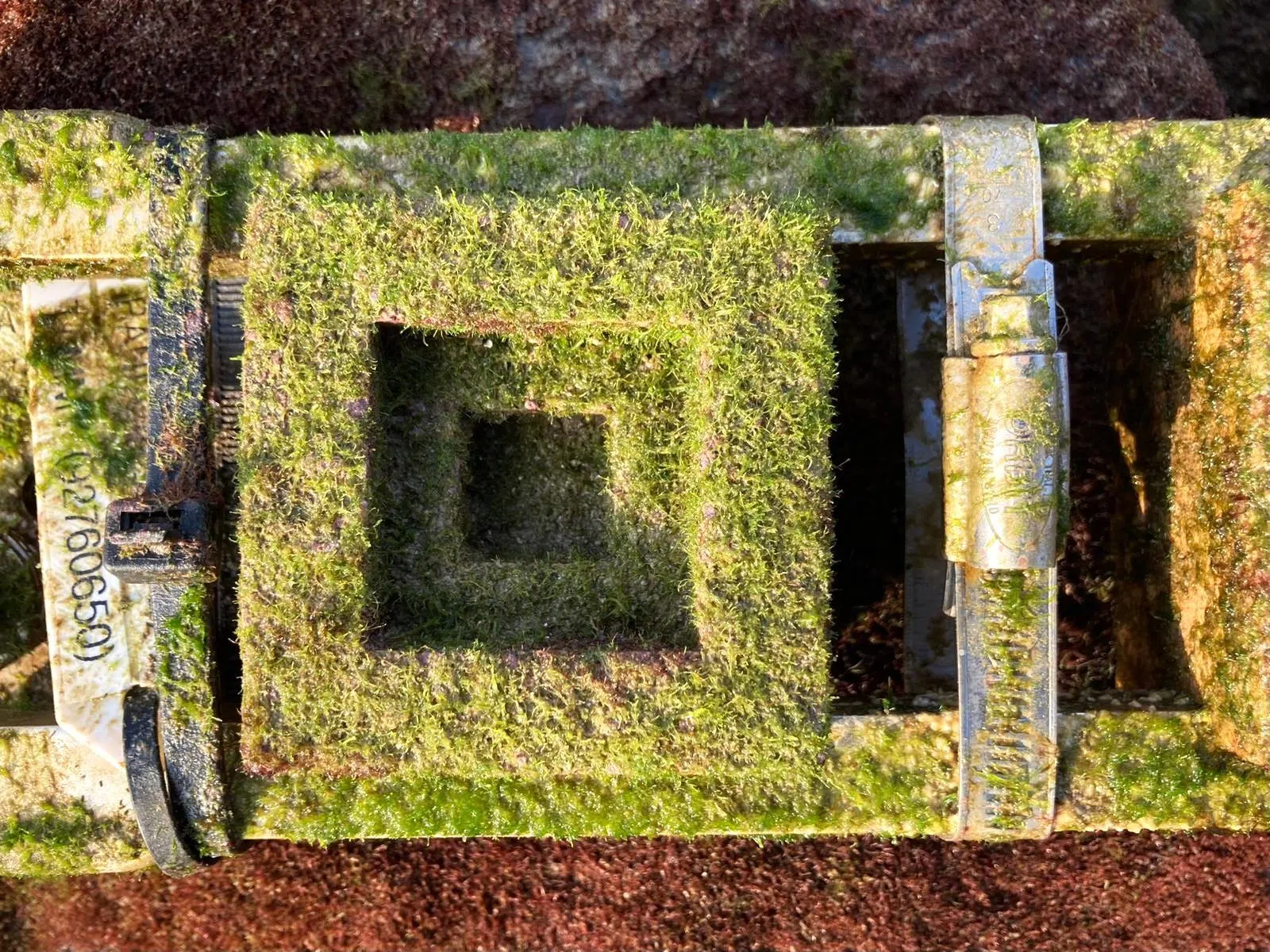 托德领导的研究团队发现，低碳混凝土实际功能不比传统混凝土逊色，还不妨碍海藻等生物生长。（托德副教授提供）